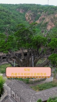 杭迫柏樹是什么意思？日语杭迫柏樹的中文翻译及用法