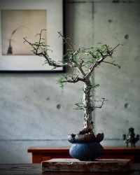 Anacardiaceae是什么意思？Anacardiaceae怎么读？Anacardiaceae例句及用法