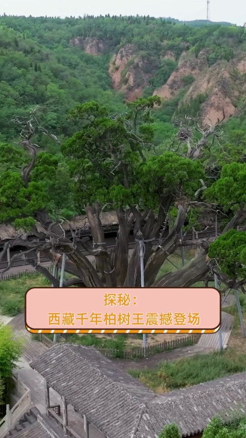 杭迫柏樹是什么意思？日语杭迫柏樹的中文翻译及用法